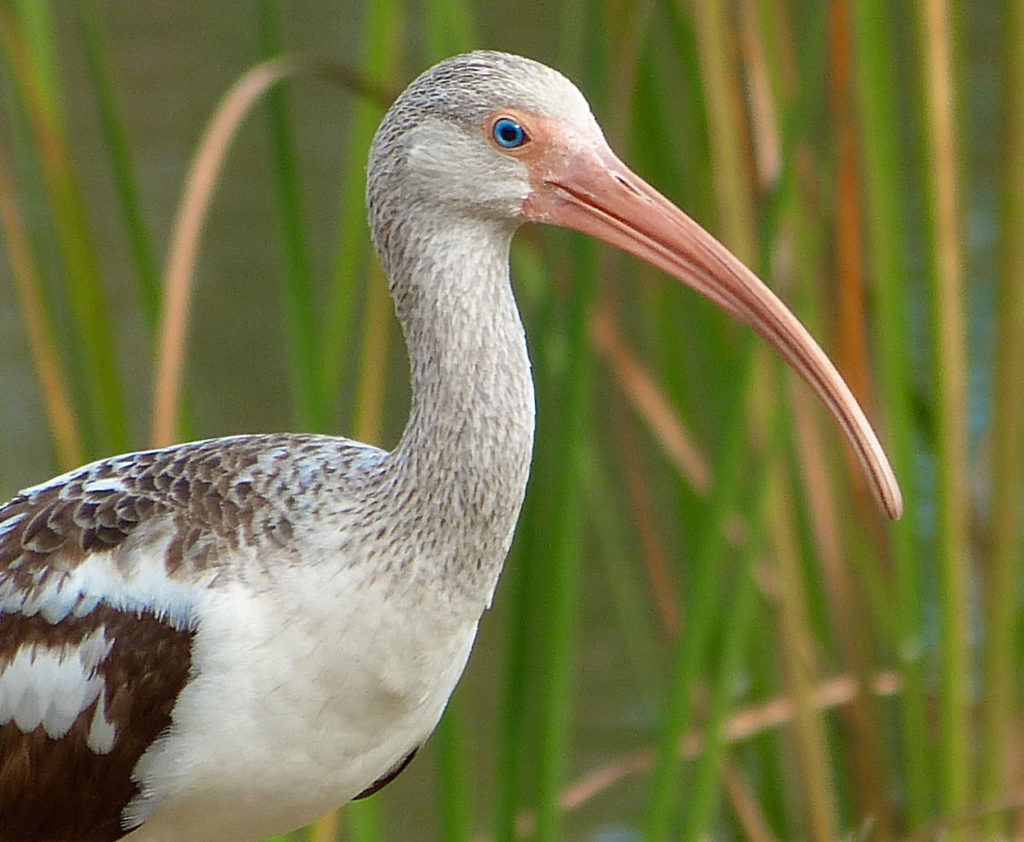 pelican on Seabrook Island