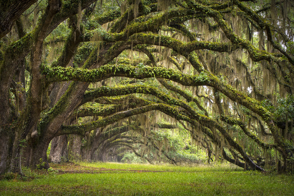 crooked oaks covered with spanish moss in charleston, south carolina