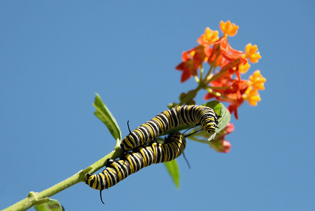 Two striped caterpillars climbing a stem of an orange flower