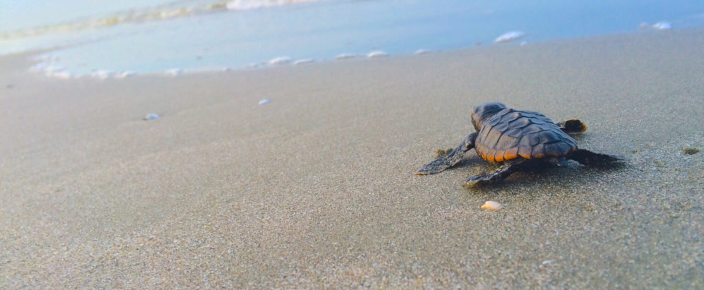loggerhead sea turtle