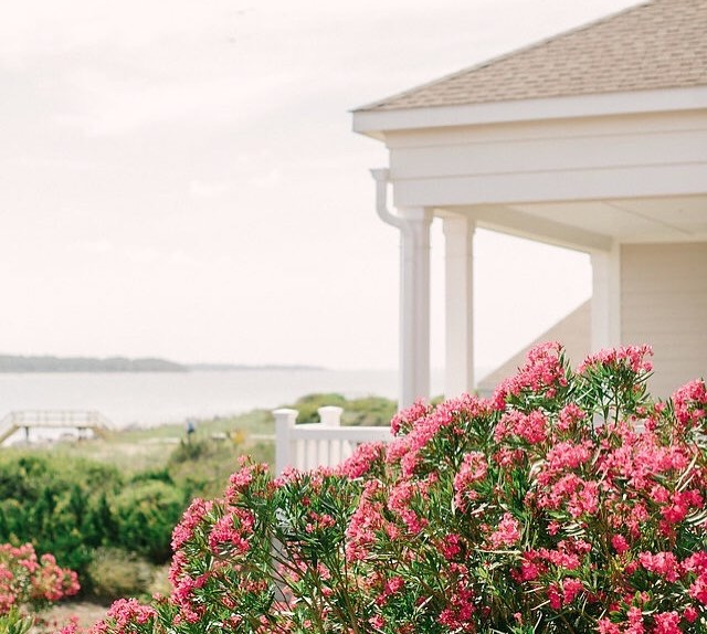 flowers blooming with oceanfront view