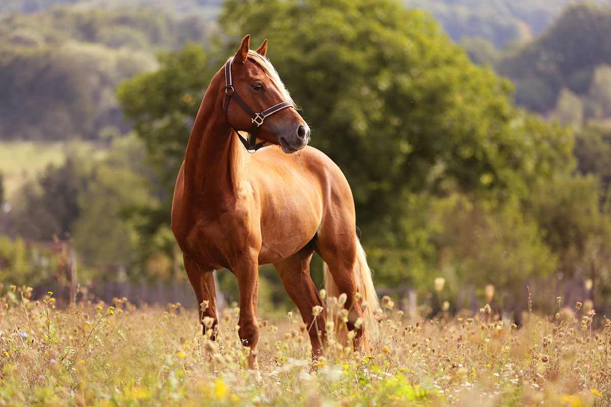 equestrian center horse in upstate south carolina