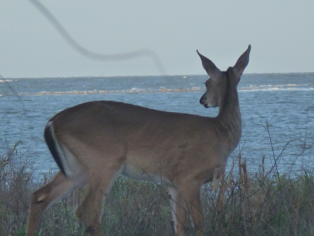 seabrook island deer