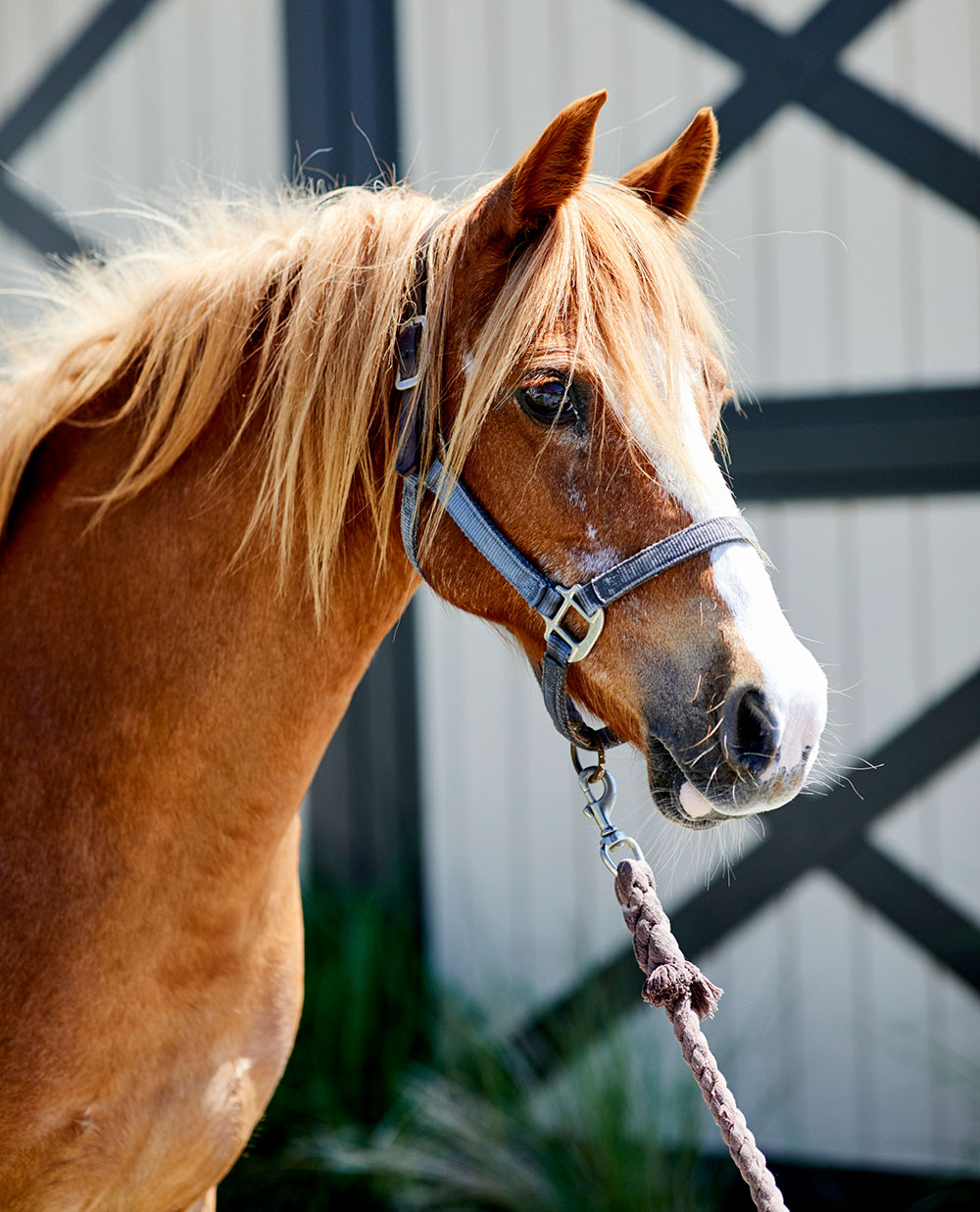 Equestrian Center Seabrook Island Book Your Beach Ride or Lessons!