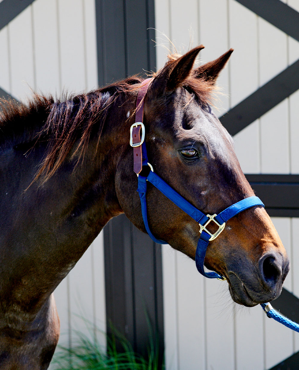Equestrian Center Seabrook Island Book Your Beach Ride or Lessons!