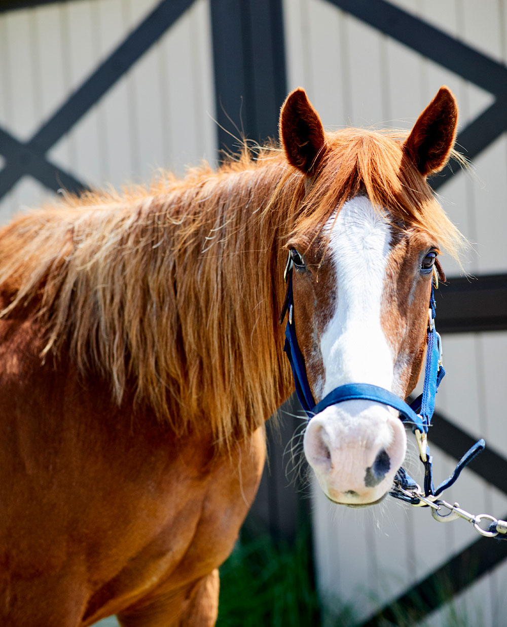 Equestrian Center Seabrook Island Book Your Beach Ride or Lessons!