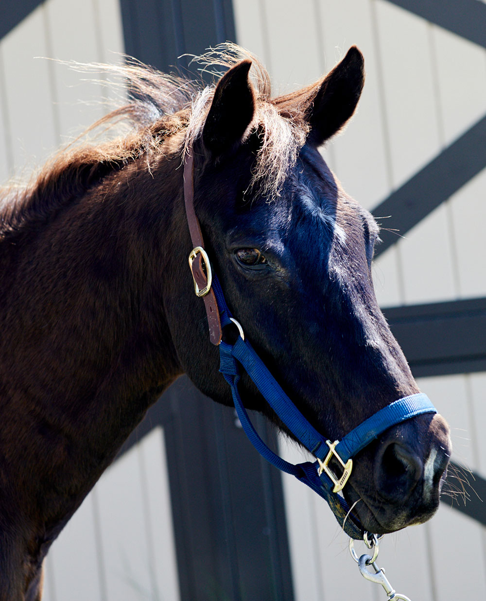 Equestrian Center Seabrook Island Book Your Beach Ride or Lessons!