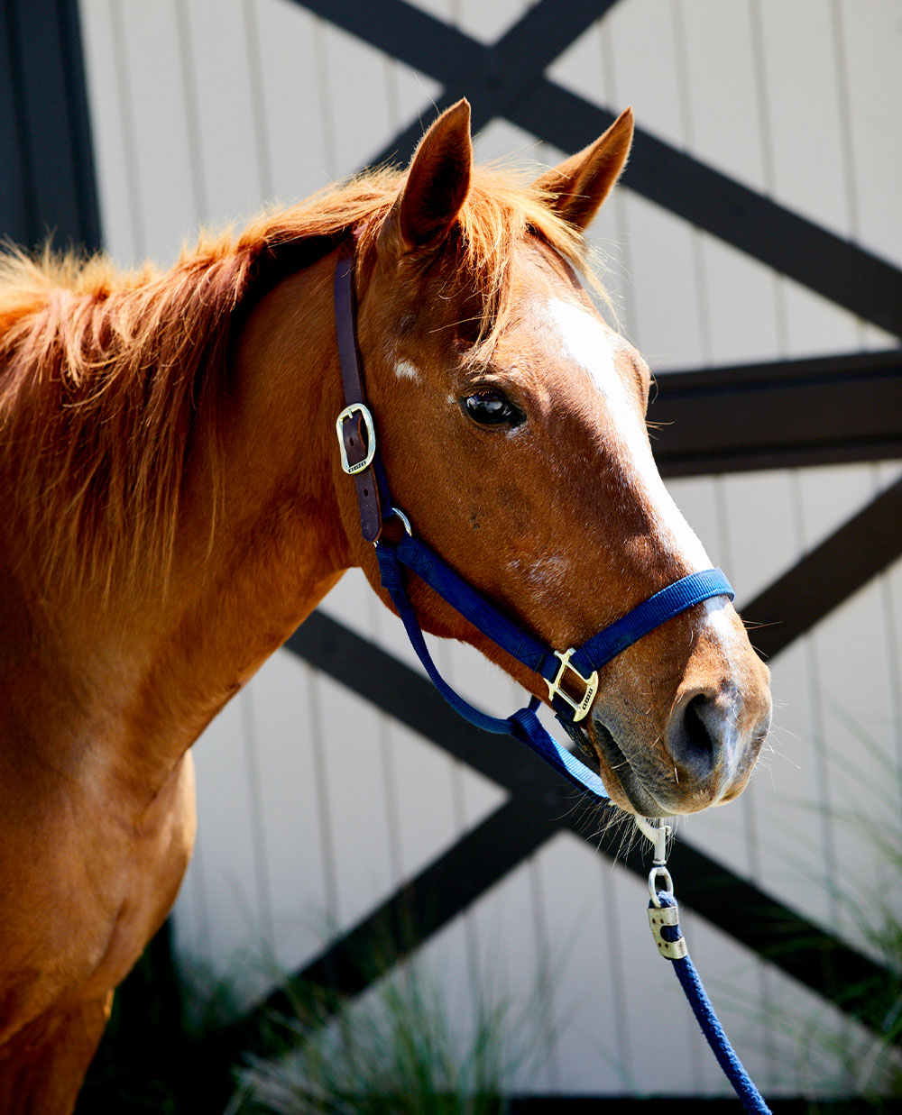 Equestrian Center Seabrook Island Book Your Beach Ride or Lessons!