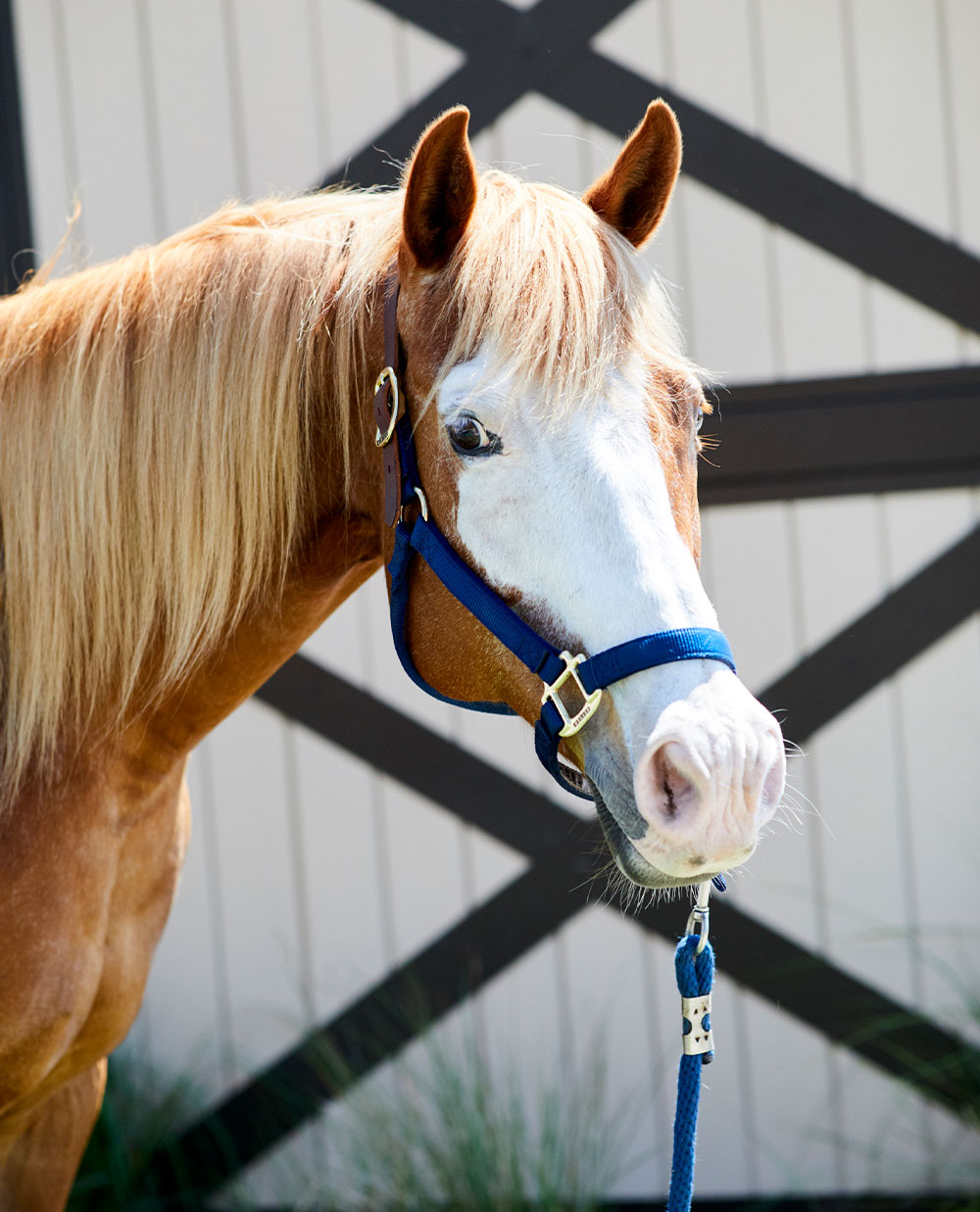 Equestrian Center Seabrook Island Book Your Beach Ride or Lessons!