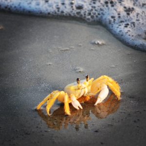 yellow crab on the beach