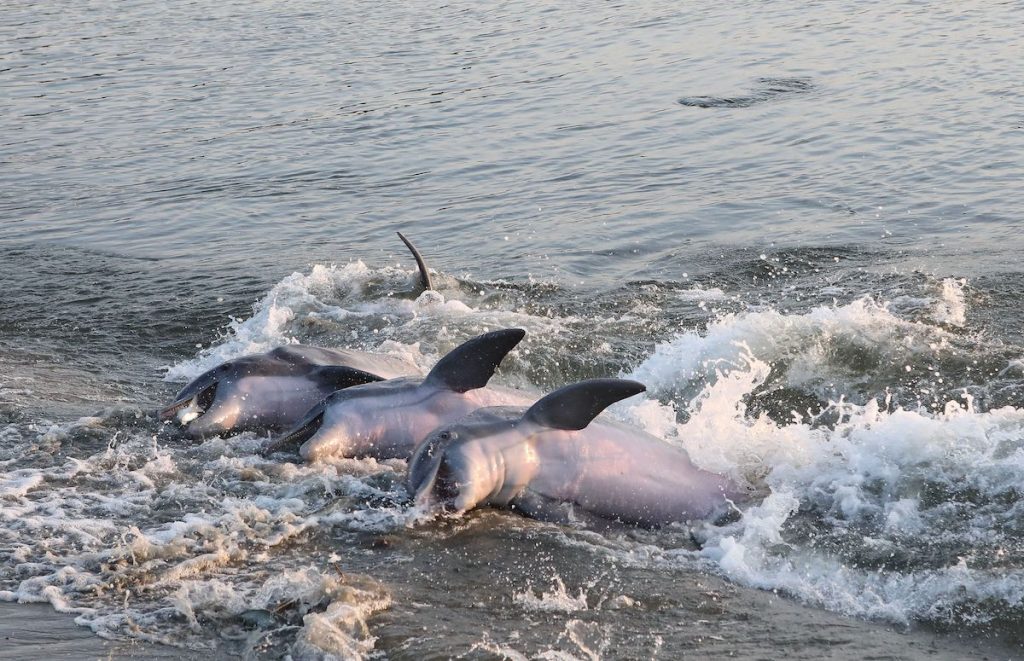 Charleston Wildlife Dolphins Strand Feeding on Seabrook Island SC