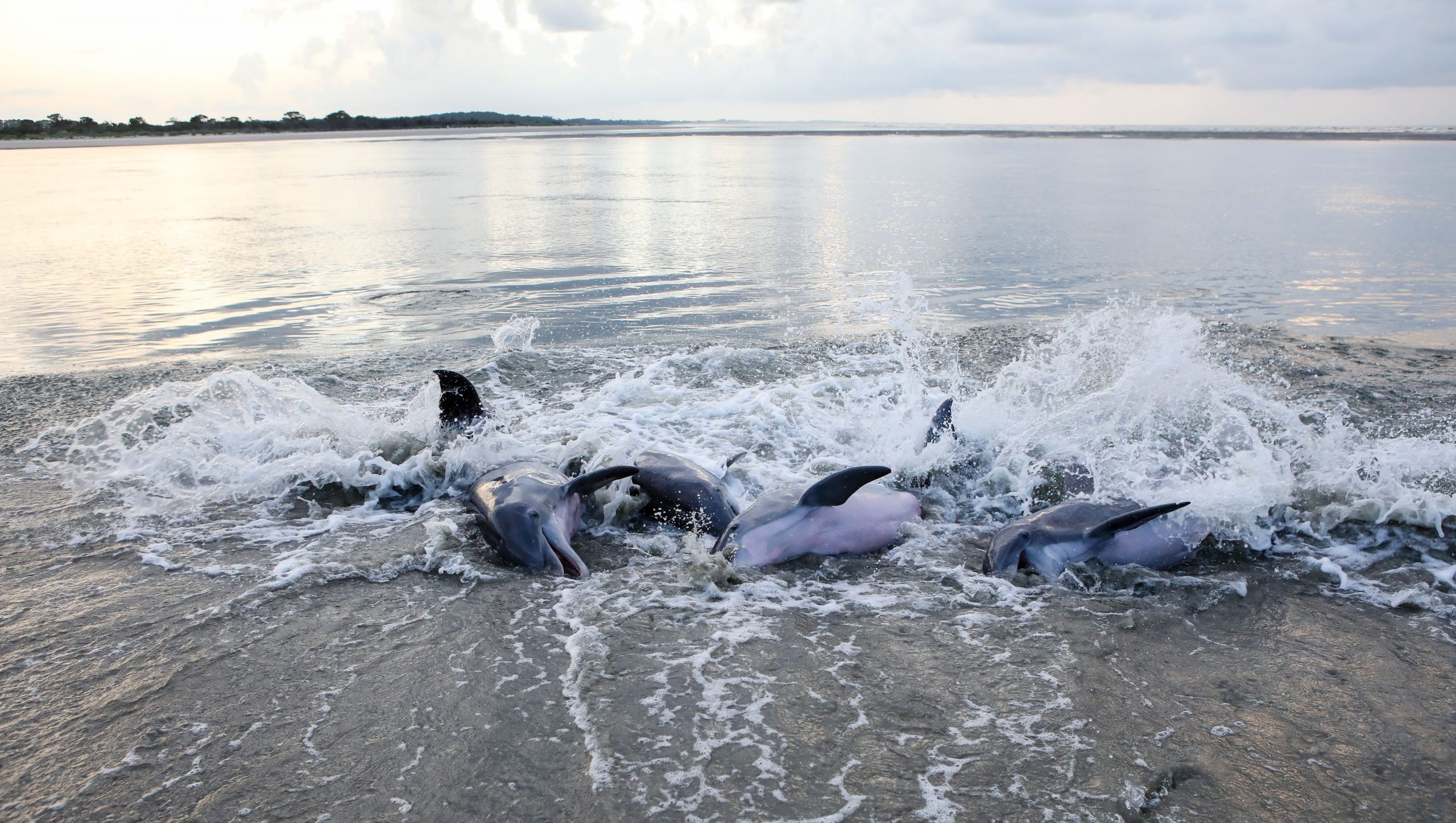 Dolphin strandfeeding on Seabrook Island