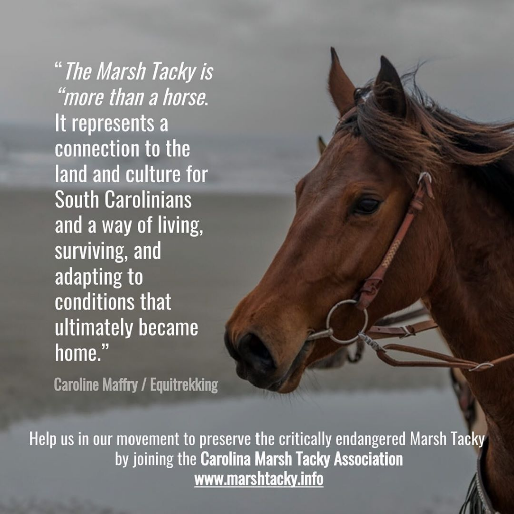 Meet the SC State Heritage Horse The Carolina Marsh Tacky