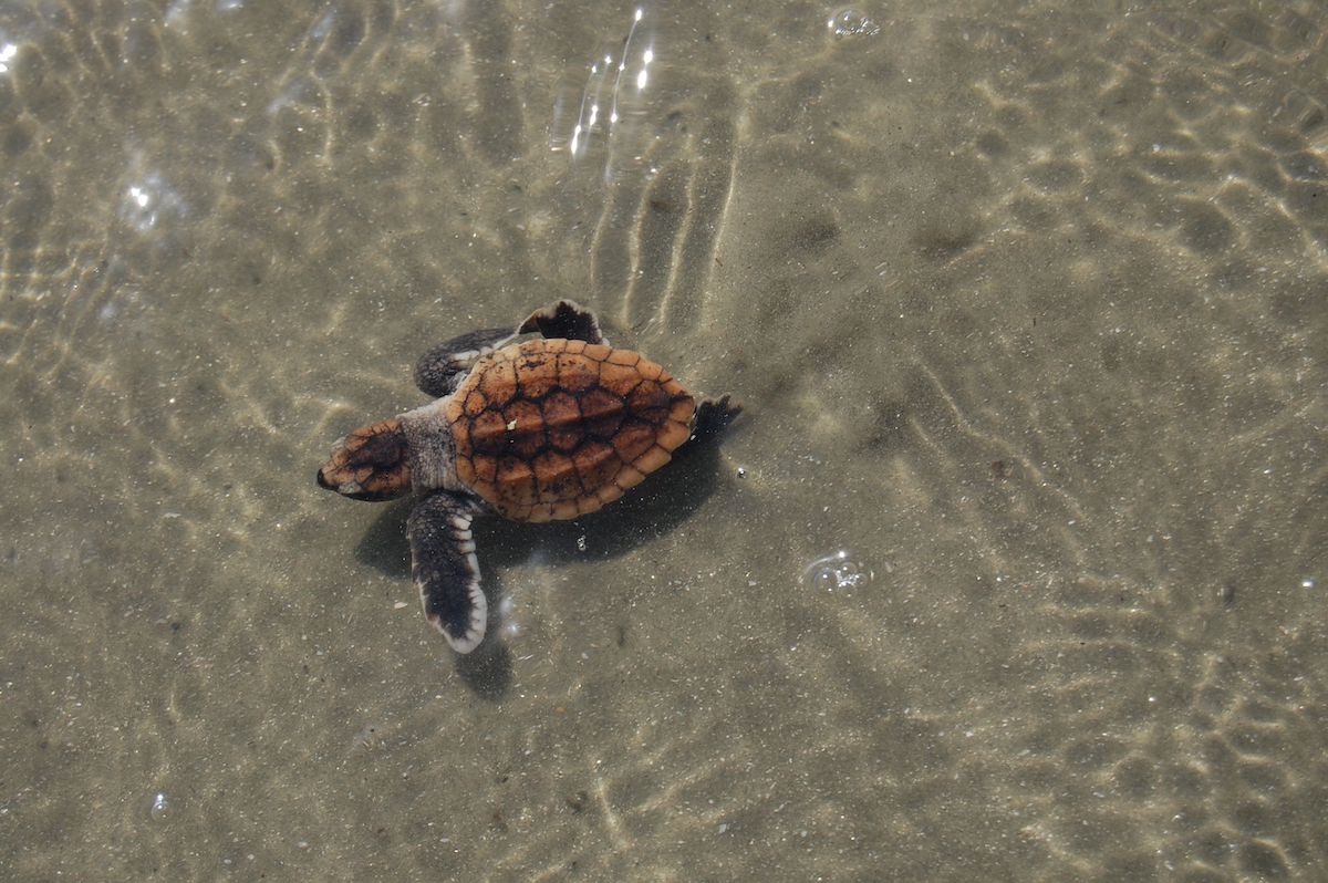 loggerhead sea turtle swimming 