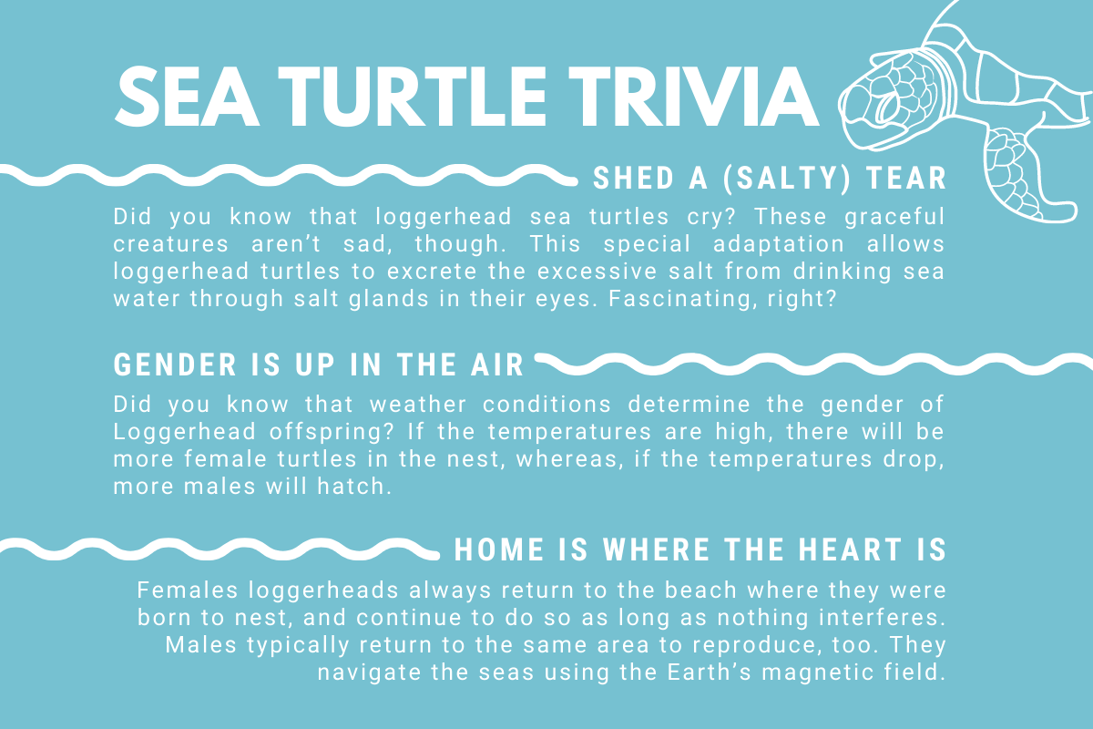 loggerhead sea turtle trivia flyer