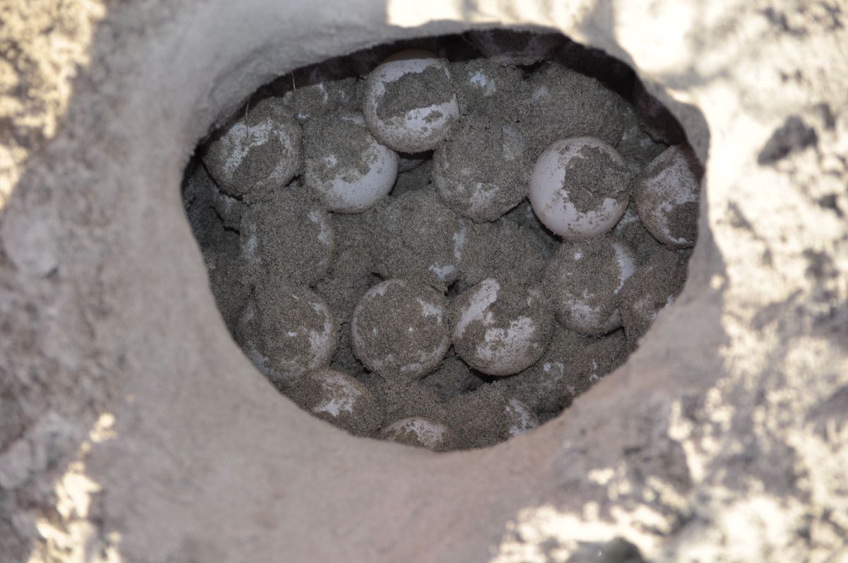 loggerhead turtle nest with eggs