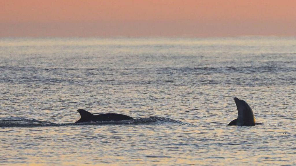 Dolphins at sunset on Thanksgiving at Seabrook